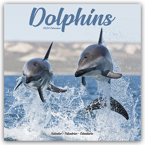 Dolphins – Delfine – Delphine 2024 – 16-Monatskalender