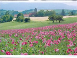 Doppelkarte C6 “ Mohnfeld mit Blick auf Germerode „, mit Umschlag von Lenarduzzi,  Marco