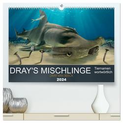 Dray’s Mischlinge (hochwertiger Premium Wandkalender 2024 DIN A2 quer), Kunstdruck in Hochglanz von van Beeck,  Dray