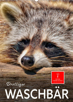 Drolliger Waschbär (Wandkalender 2023 DIN A2 hoch) von Roder,  Peter