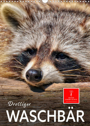 Drolliger Waschbär (Wandkalender 2023 DIN A3 hoch) von Roder,  Peter