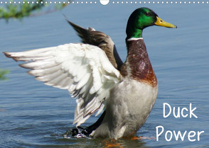 Duck Power (Wandkalender 2023 DIN A3 quer) von kattobello