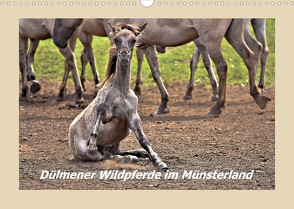 Dülmener Wildpferde im Münsterland (Wandkalender 2023 DIN A3 quer) von Hackstein,  Bettina