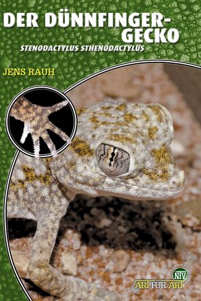 Der Dünnfingergecko von Rauh,  Jens