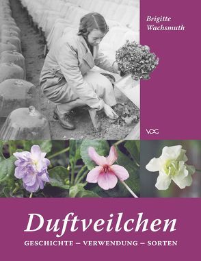 Duftveilchen von Wachsmuth,  Brigitte