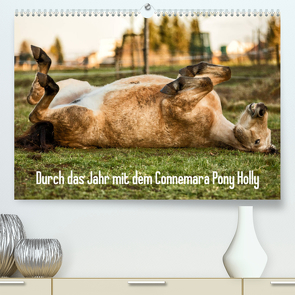 Durch das Jahr mit dem Connemara Pony Holly (Premium, hochwertiger DIN A2 Wandkalender 2023, Kunstdruck in Hochglanz) von Pfeifer,  Romy