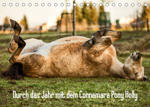 Durch das Jahr mit dem Connemara Pony Holly (Tischkalender 2023 DIN A5 quer) von Pfeifer,  Romy