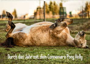 Durch das Jahr mit dem Connemara Pony Holly (Wandkalender 2023 DIN A2 quer) von Pfeifer,  Romy