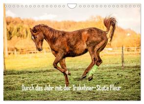 Durch das Jahr mit der Trakehner-Stute Fleur (Wandkalender 2024 DIN A4 quer), CALVENDO Monatskalender von Pfeifer,  Romy