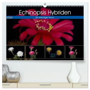 Echinopsis Hybriden. Ein stachliger Traum (hochwertiger Premium Wandkalender 2024 DIN A2 quer), Kunstdruck in Hochglanz von Gierok,  Steffen