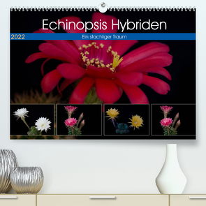 Echinopsis Hybriden. Ein stachliger Traum (Premium, hochwertiger DIN A2 Wandkalender 2022, Kunstdruck in Hochglanz) von Gierok,  Steffen