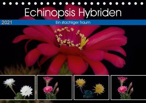 Echinopsis Hybriden. Ein stachliger Traum (Tischkalender 2021 DIN A5 quer) von Gierok,  Steffen