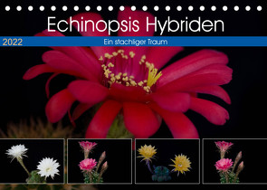 Echinopsis Hybriden. Ein stachliger Traum (Tischkalender 2022 DIN A5 quer) von Gierok,  Steffen