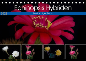 Echinopsis Hybriden. Ein stachliger Traum (Tischkalender 2023 DIN A5 quer) von Gierok,  Steffen