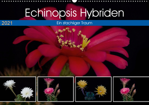 Echinopsis Hybriden. Ein stachliger Traum (Wandkalender 2021 DIN A2 quer) von Gierok,  Steffen