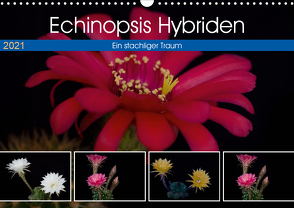 Echinopsis Hybriden. Ein stachliger Traum (Wandkalender 2021 DIN A3 quer) von Gierok,  Steffen