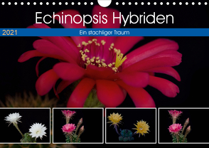 Echinopsis Hybriden. Ein stachliger Traum (Wandkalender 2021 DIN A4 quer) von Gierok,  Steffen