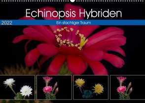 Echinopsis Hybriden. Ein stachliger Traum (Wandkalender 2022 DIN A2 quer) von Gierok,  Steffen