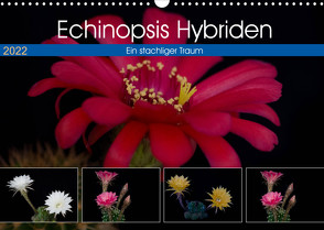 Echinopsis Hybriden. Ein stachliger Traum (Wandkalender 2022 DIN A3 quer) von Gierok,  Steffen