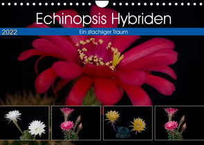 Echinopsis Hybriden. Ein stachliger Traum (Wandkalender 2022 DIN A4 quer) von Gierok,  Steffen