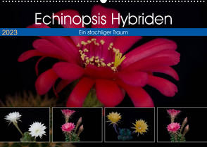 Echinopsis Hybriden. Ein stachliger Traum (Wandkalender 2023 DIN A2 quer) von Gierok,  Steffen