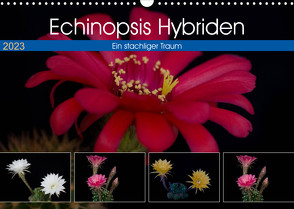 Echinopsis Hybriden. Ein stachliger Traum (Wandkalender 2023 DIN A3 quer) von Gierok,  Steffen