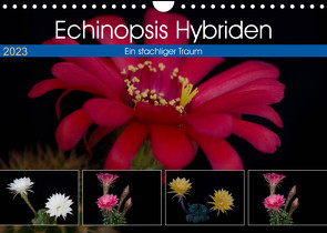 Echinopsis Hybriden. Ein stachliger Traum (Wandkalender 2023 DIN A4 quer) von Gierok,  Steffen