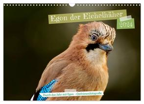 Egon der Eichelhäher – Durch das Jahr mit Egon – von Ostfriesenfotografie (Wandkalender 2024 DIN A3 quer), CALVENDO Monatskalender von Worch - Ostfriesenfotografie,  Christina