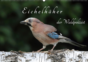 Eichelhäher der Waldpolizist (Wandkalender 2021 DIN A2 quer) von Konieczka,  Klaus