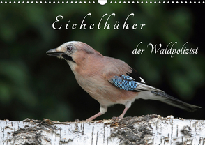 Eichelhäher der Waldpolizist (Wandkalender 2021 DIN A3 quer) von Konieczka,  Klaus