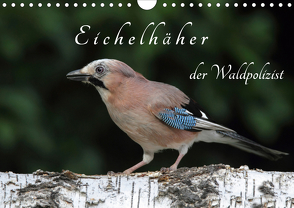 Eichelhäher der Waldpolizist (Wandkalender 2021 DIN A4 quer) von Konieczka,  Klaus