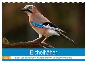 Eichelhäher – Egon der Eichelhäher fotografiert von Ostfriesenfotografie (Wandkalender 2024 DIN A2 quer), CALVENDO Monatskalender von Betten - Ostfriesenfotografie,  Christina