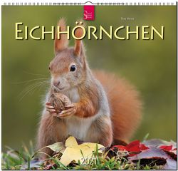 Eichhörnchen von Meier,  Tine