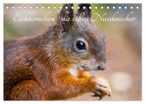 Eichhörnchen – die süßen Nussknacker (Tischkalender 2024 DIN A5 quer), CALVENDO Monatskalender von Holtz,  Alena