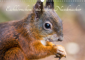 Eichhörnchen – die süßen Nussknacker (Wandkalender 2023 DIN A3 quer) von Holtz,  Alena