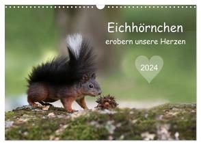 Eichhörnchen erobern unsere Herzen (Wandkalender 2024 DIN A3 quer), CALVENDO Monatskalender von Cerny,  Birgit