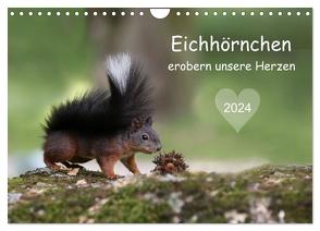 Eichhörnchen erobern unsere Herzen (Wandkalender 2024 DIN A4 quer), CALVENDO Monatskalender von Cerny,  Birgit