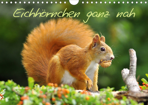 Eichhörnchen ganz nah (Wandkalender 2021 DIN A4 quer) von Jazbinszky,  Ivan