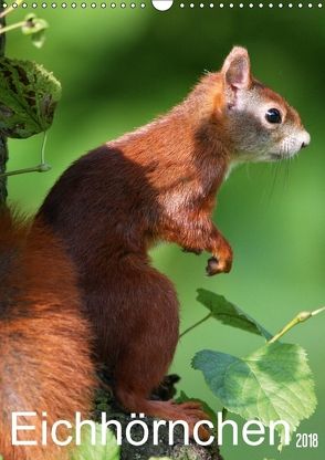 Eichhörnchen / Geburtstagskalender (Wandkalender 2018 DIN A3 hoch) von SchnelleWelten