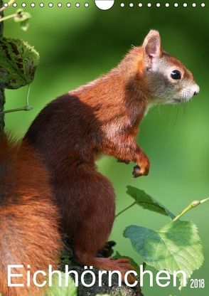 Eichhörnchen / Geburtstagskalender (Wandkalender 2018 DIN A4 hoch) von SchnelleWelten
