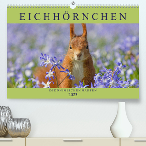 Eichhörnchen im Königlichen Garten (Premium, hochwertiger DIN A2 Wandkalender 2023, Kunstdruck in Hochglanz) von Brackhan,  Margret