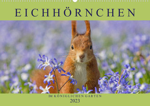 Eichhörnchen im Königlichen Garten (Wandkalender 2023 DIN A2 quer) von Brackhan,  Margret