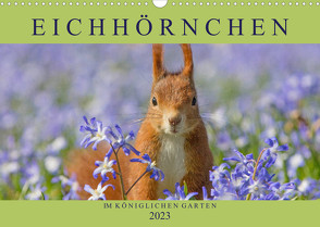 Eichhörnchen im Königlichen Garten (Wandkalender 2023 DIN A3 quer) von Brackhan,  Margret