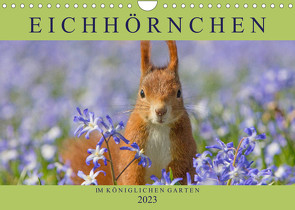 Eichhörnchen im Königlichen Garten (Wandkalender 2023 DIN A4 quer) von Brackhan,  Margret