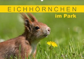 Eichhörnchen im Königlichen Garten (Wandkalender 2019 DIN A2 quer) von Brackhan,  Margret