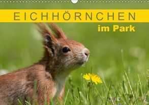 Eichhörnchen im Königlichen Garten (Wandkalender 2019 DIN A3 quer) von Brackhan,  Margret