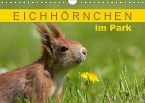 Eichhörnchen im Königlichen Garten (Wandkalender 2019 DIN A4 quer) von Brackhan,  Margret