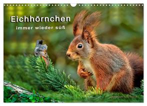 Eichhörnchen – immer wieder süß (Wandkalender 2024 DIN A3 quer), CALVENDO Monatskalender von Roder,  Peter