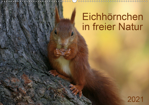 Eichhörnchen in freier Natur (Wandkalender 2021 DIN A2 quer) von SchnelleWelten