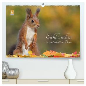 Eichhörnchen in zauberhaften Posen (hochwertiger Premium Wandkalender 2024 DIN A2 quer), Kunstdruck in Hochglanz von Meier,  Tine